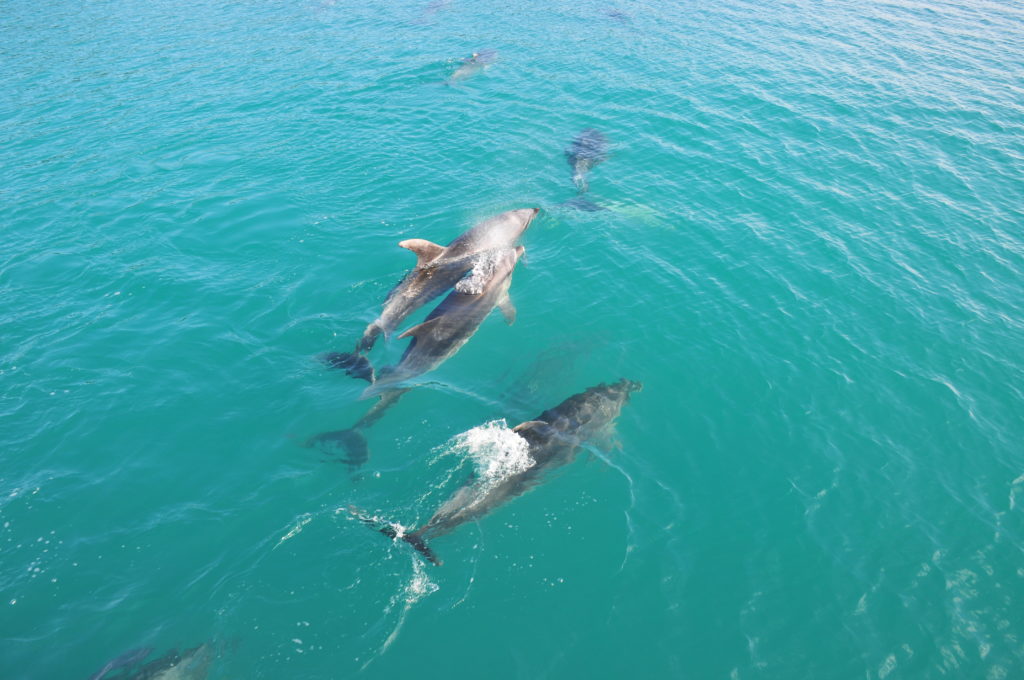 Delfine in der Bay of Islands